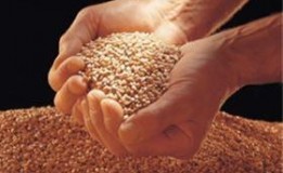 امنیت غذایی کشور در گرو تحول صنعت بذر کشور